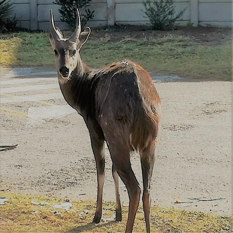 Brenton Bushbuck Lookout Apartamento Exterior foto